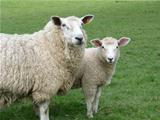 Romney ewe and Lamb