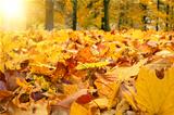 autumn colors with sun light in park