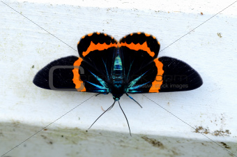 beautiful moth Milionia basalis