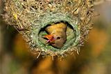 Cape weaver in nest