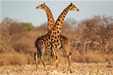 Giraffe bulls