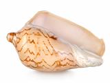 Colorful sea shell isolated on a white