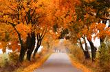 Autumn maple road.