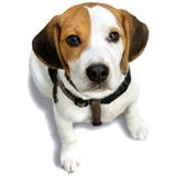 Napoleon Puppy Beagle, on the white beckground