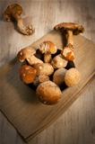 Mushroom porcini