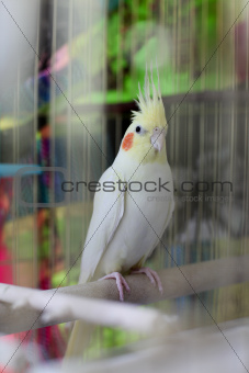 Cockatiel in cage