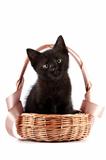 Black kitten in a wattled basket with a ribbon