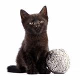 Black kitten with a woolen ball