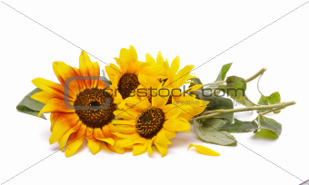 Bunch of Perfect Sunflowers