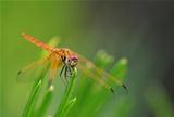 An Orange Dragonfly