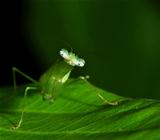 A Green Praying Mantis