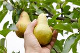 masculine hand pulls off an pear