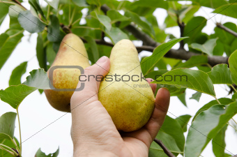 masculine hand pulls off an pear