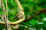rufous-browed flycatcher(Ficedula solitaris)