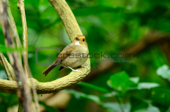 rufous-browed flycatcher(Ficedula solitaris)