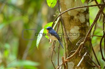 male hill blue flycatcher