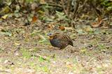 rufous-throated partridge