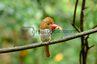 female banded kingfisher