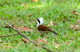 white-crested laughingthrush