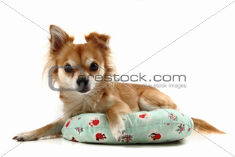 small chihuahua isolated