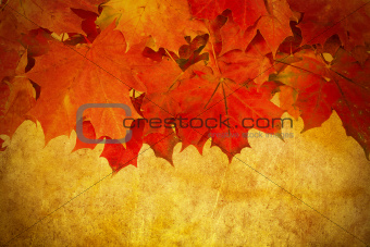 grunge red autumn leaves frame