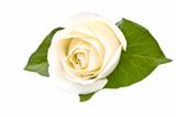 White Rose Isolated