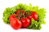 Ripe tomatoes on green salad leaves
