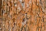 grunge bark texture