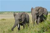 Two African elephants