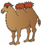 Brown camel on white background