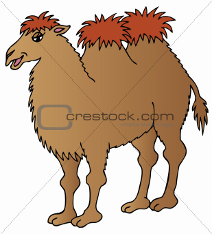 Brown camel on white background