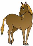 Brown horse on white background