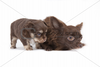 chihuahua pup playful on blue background