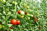 Red tomatoes ripening in greenhouse