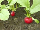 Red radish in soil close up