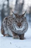 Arctic Lynx in the winter