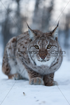 Arctic Lynx in the winter