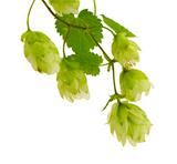 Hop plant for beer production isolated on white 