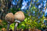 Pair of parasol mushrooms - Macrolepiota procera