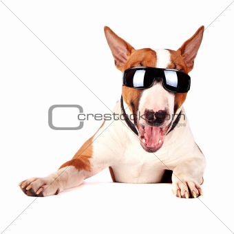 Cheerful bull terrier in sunglasses