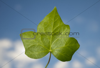 Ivy leaf