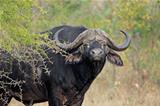 African buffalo bull