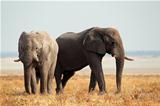 African elephants on open plains