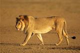 Walking African lion