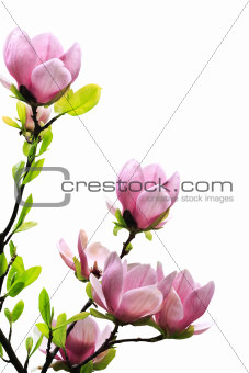 Spring magnolia tree blossoms
