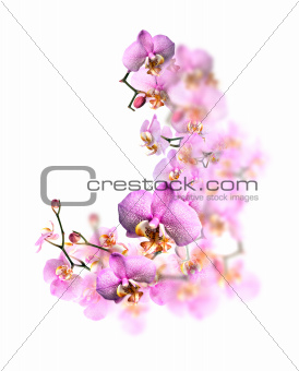 Orchid Blossom
