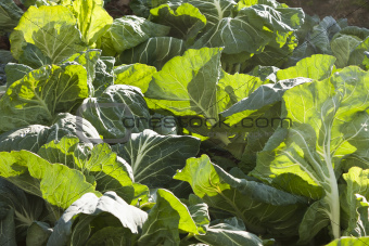 "Jug handle" cabbages