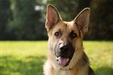 young purebreed alsatian dog in park