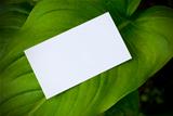 green leaf and blank card
