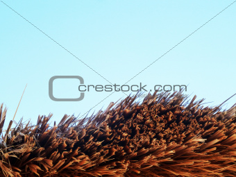Background of cane dry and sky